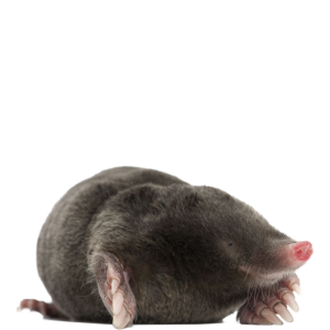 Mole PNG