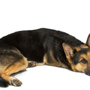 German Shepherd PNG
