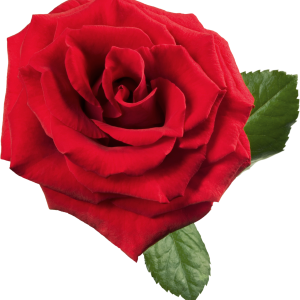 Rose PNG