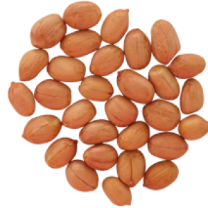 Peanut PNG