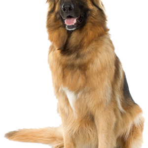 dog png image, picture, download, dogs