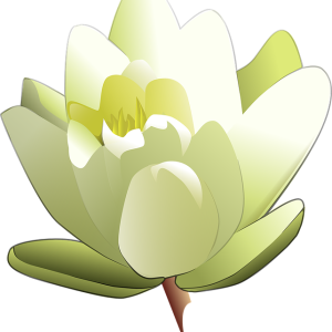 Lotus flower PNG