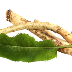 Horseradish PNG