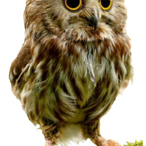 Owl PNG
