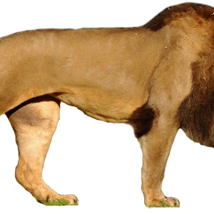 Lion PNG