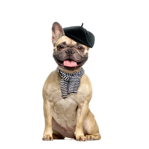 Bulldog PNG