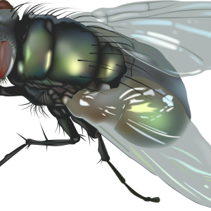 fly PNG image