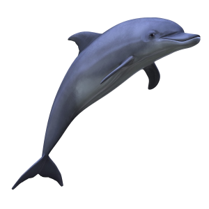 Dolphin PNG image
