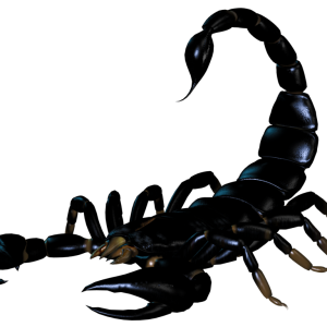Scorpion PNG