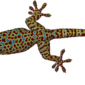 Lizard PNG