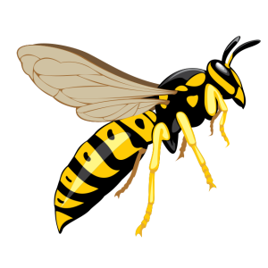 Wasp PNG