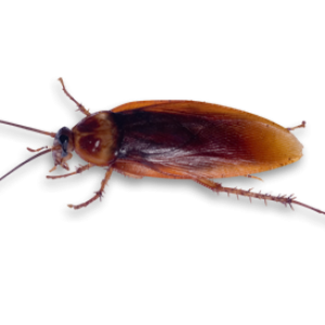 Roach PNG