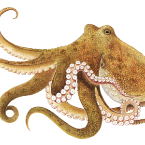 Octopus PNG