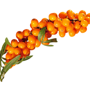 Sea buckthorn PNG