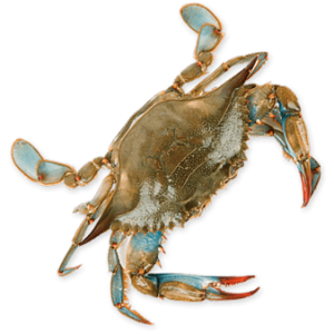 Crab PNG