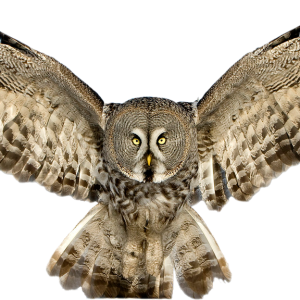 Owl PNG