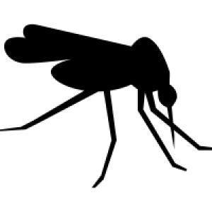 Mosquito PNG