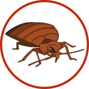 Bed bug PNG