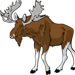 Moose, elk PNG