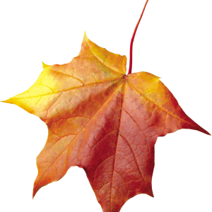 autumn PNG leaf