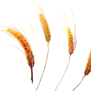Wheat PNG