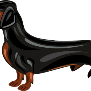 Dachshund PNG