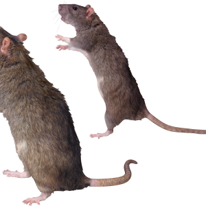 mouse, rat PNG image