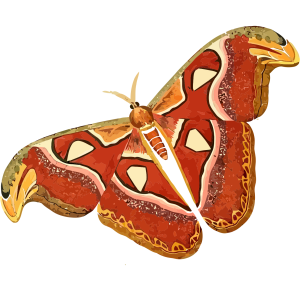 Moth PNG