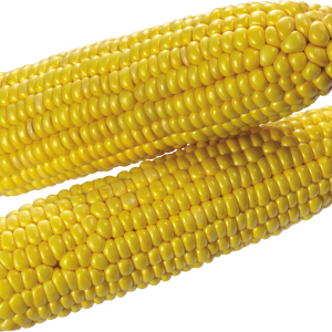 Corn PNG image