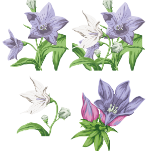 Bellflower PNG