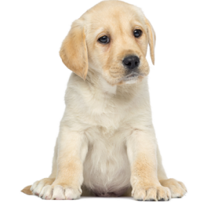 Labrador Retriever PNG