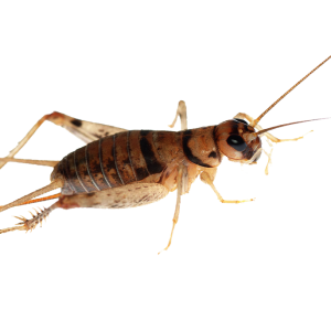 Cricket insect PNG