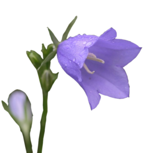 Bellflower PNG