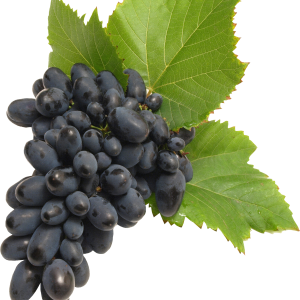 Grape PNG image download, free picture
