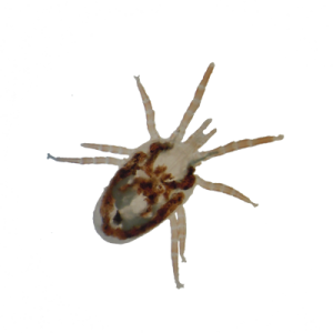 Tick insect PNG