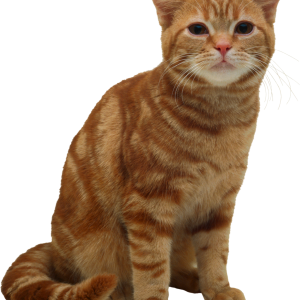 Cat PNG