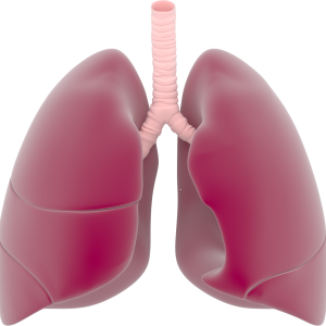 Lungs PNG