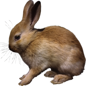 rabbit PNG