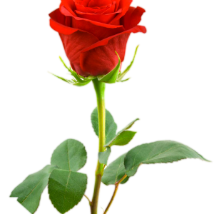 Rose PNG