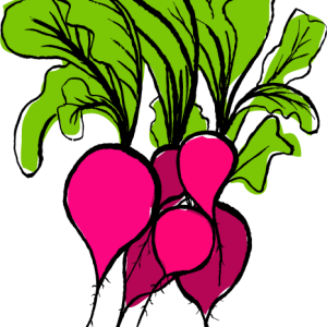 Radish PNG