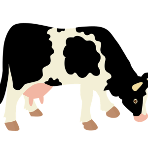 cow PNG