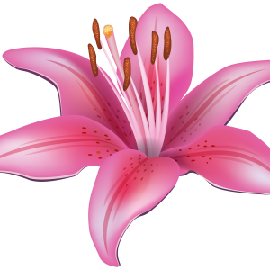 Lilium PNG