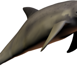 Dolphin PNG image