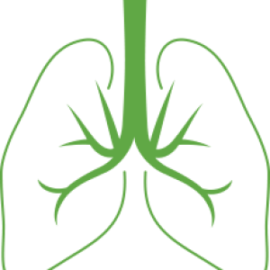 Lungs PNG