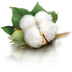 Cotton PNG