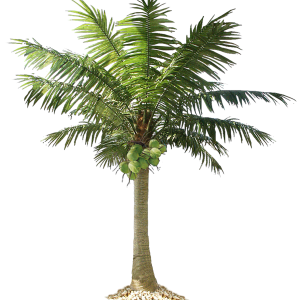 Palm tree PNG