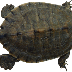 Turtle PNG