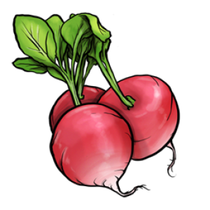 Radish PNG