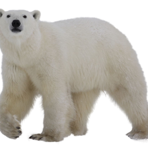 Polar white bear PNG