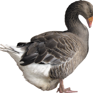 Goose PNG